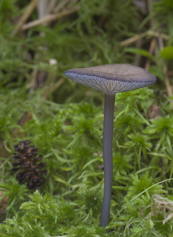 Entoloma caesiocinctum